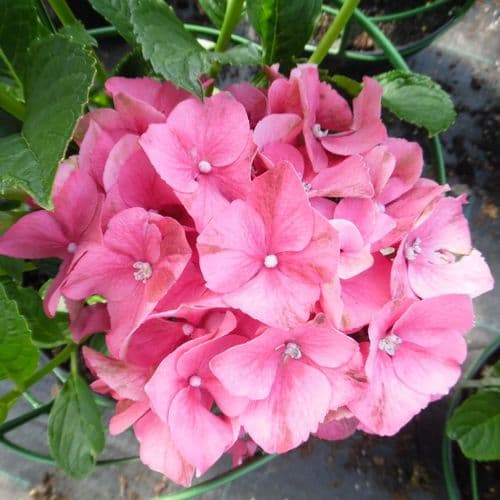 Hydrangea macrophylla Glowing Embers