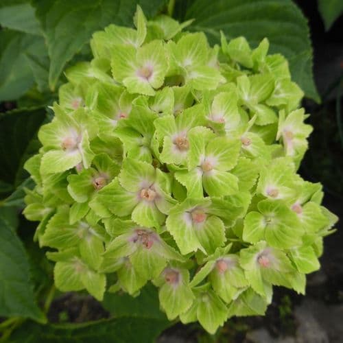 Hydrangea macrophylla Green Cloud