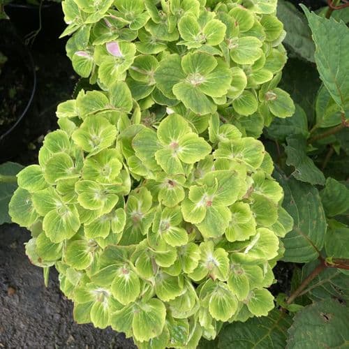 Hydrangea macrophylla Green EVER BELLES 'Hortmagreclo'