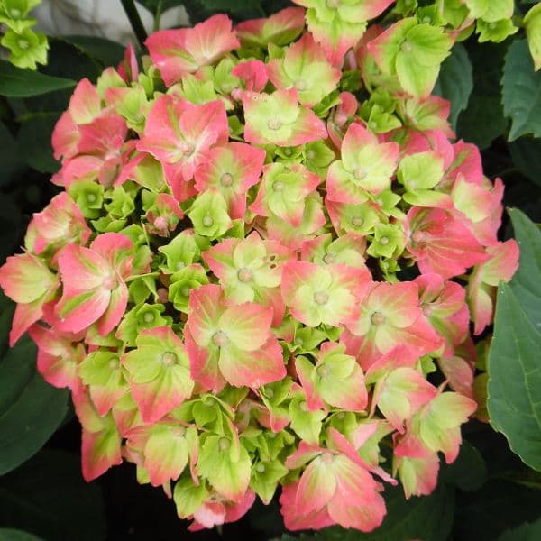 Hydrangea macrophylla Green Lips