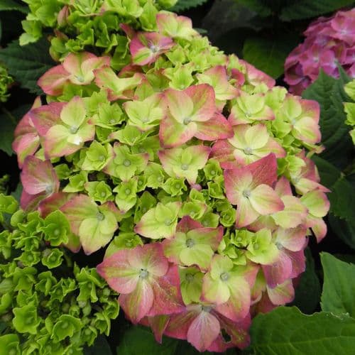 Hydrangea macrophylla Green Lips Purple