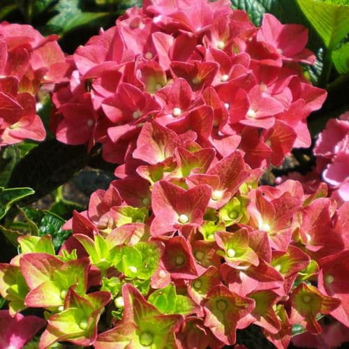 Hydrangea macrophylla Green Shadow (H) Large Specimen Plant