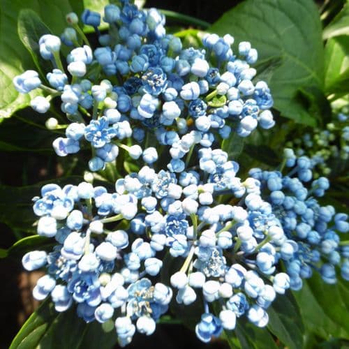 Hydrangea macrophylla Hercule Poirot (H)