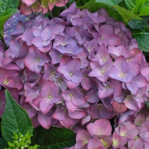 Hydrangea macrophylla Hobergine (PBR) (Hovaria Series) (H)