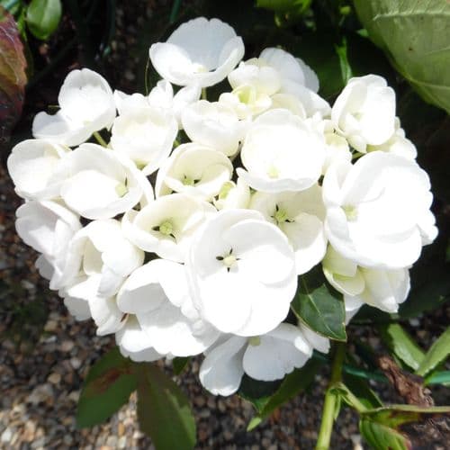 Hydrangea macrophylla Holibel (PBR) (Hovaria Series) (H)