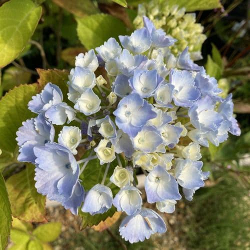 Hydrangea macrophylla Homigo (PBR) (Hovaria Series) (H)