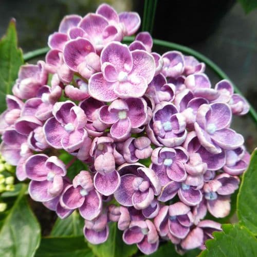 Hydrangea macrophylla Hopcorn (PBR) (H)