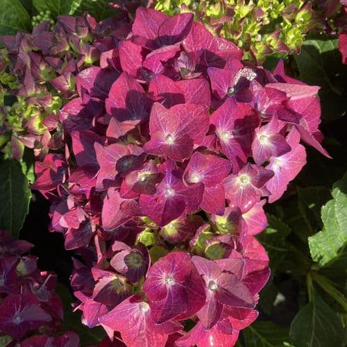 Hydrangea macrophylla Hot Red Blue = 'Agrihydrie' (PBR) (H)
