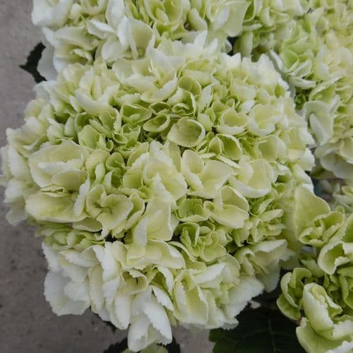 Hydrangea macrophylla Ice Girl