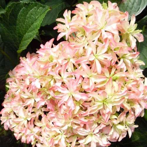 Hydrangea macrophylla Inspire (You & Me Series) (PBR)