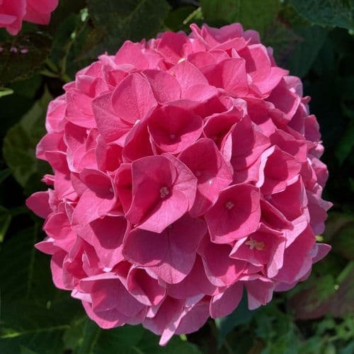 Hydrangea macrophylla Intense Seduction 'YYY MAFOUR'