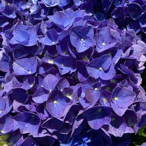 Hydrangea macrophylla Jip Blue
