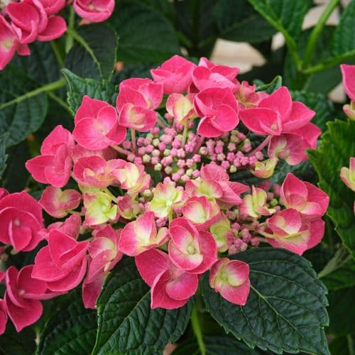 Hydrangea macrophylla Jixi