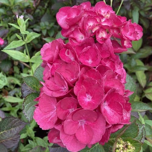 Hydrangea macrophylla Julisa (cov)