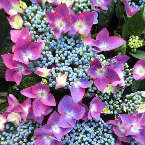 Hydrangea macrophylla Kardinal Lilac (Teller Series) (L) AGM