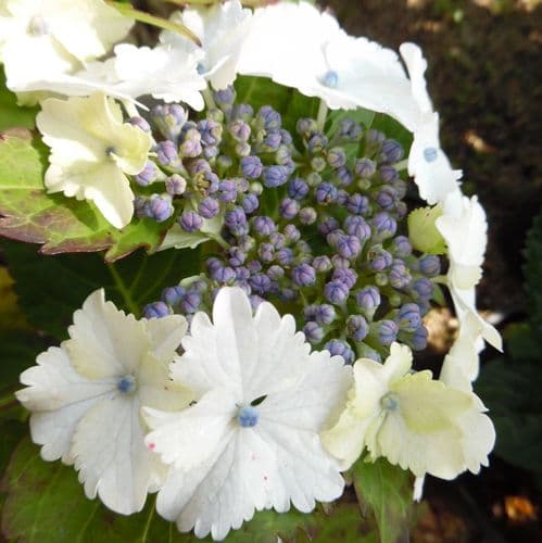 Hydrangea macrophylla Koria  PBR (L) AGM