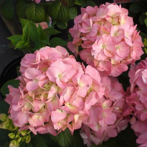 Hydrangea macrophylla Kumico (H)