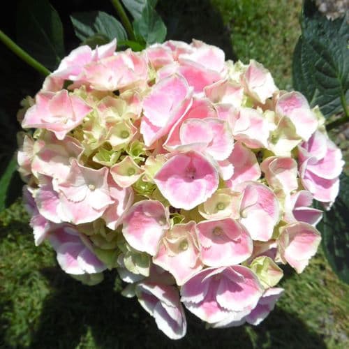 Hydrangea macrophylla Lady Mariko