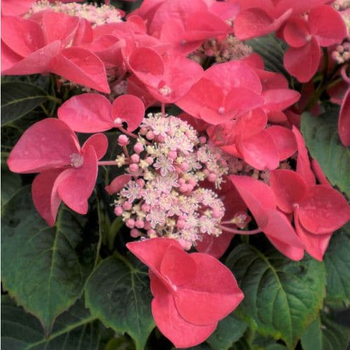 Hydrangea macrophylla Lady Oshie (Teller Series) (L)