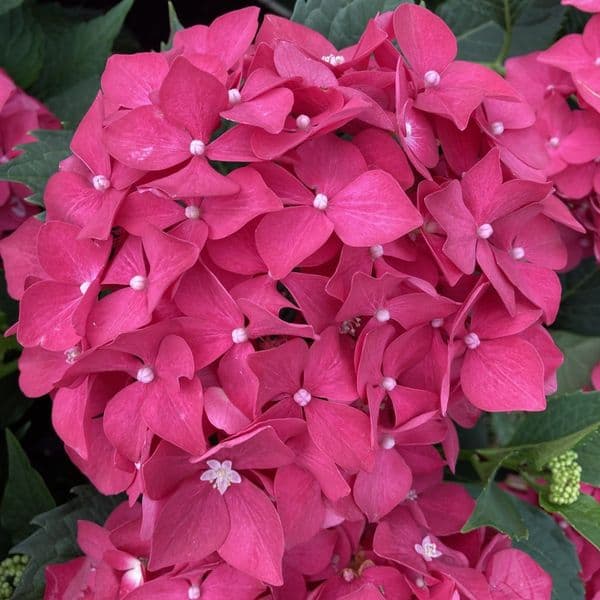 Hydrangea macrophylla Leuchtfeuer (H) Large Specimen Plant