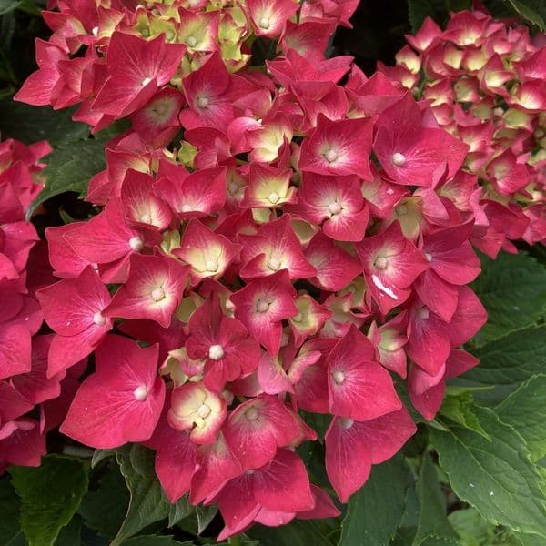 Hydrangea macrophylla Leuchtfeuer (H) Large Specimen Plant