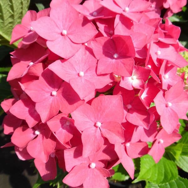 Hydrangea macrophylla Leuchtfeuer (H) Large Specimen Plant