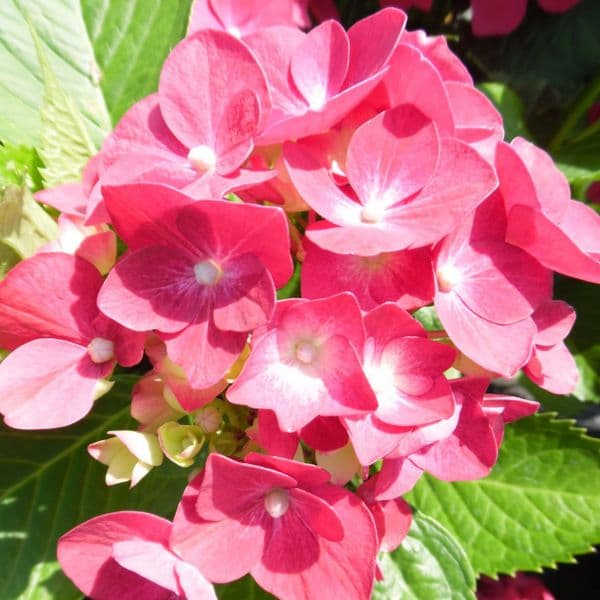 Hydrangea macrophylla Leuchtfeuer (H) Large Specimen Plant