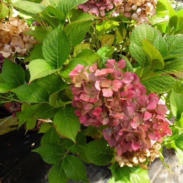 Hydrangea macrophylla Leuchtfeuer (H) Large Specimen Plant