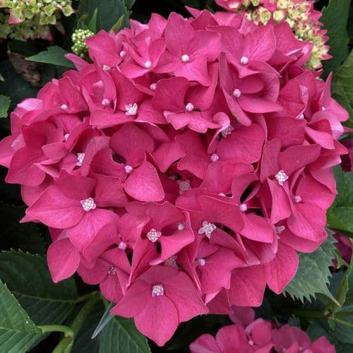 Hydrangea macrophylla Leuchtfeuer (H) Large Specimen Plant