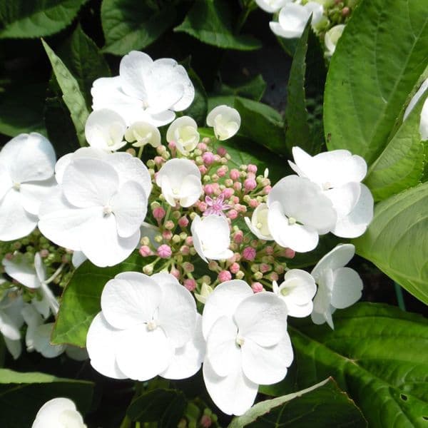 Hydrangea macrophylla Libelle (Teller Series) (L) AGM