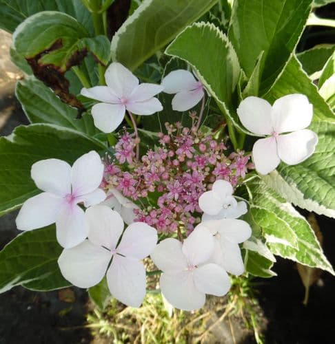 Hydrangea macrophylla Light-o-day = 'Bailday' (L/v)