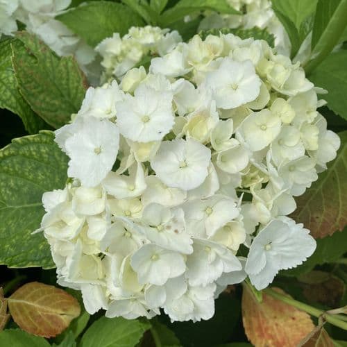 Hydrangea macrophylla Madame Emile Mouillere (H) AGM