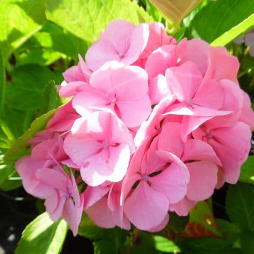 Hydrangea macrophylla Madame Plumecoeq (H) - Large Specimen Plant