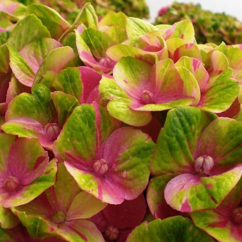 Hydrangea macrophylla MAGICAL AMETHYST 'Hokomathyst' (PBR) Pink (H)