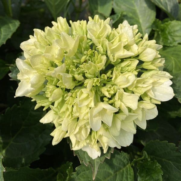 Hydrangea macrophylla  MAGICAL ANOUK 'kolmagicono' PBR (Magical Series) (H)