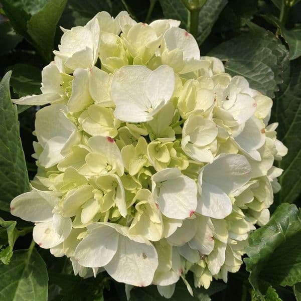 Hydrangea macrophylla  MAGICAL ANOUK 'kolmagicono' PBR (Magical Series) (H)
