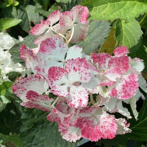 Hydrangea macrophylla  MAGICAL ANOUK 'kolmagicono' PBR (Magical Series) (H)