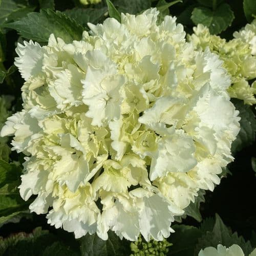Hydrangea macrophylla  MAGICAL ANOUK 'kolmagicono' PBR (Magical Series) (H)