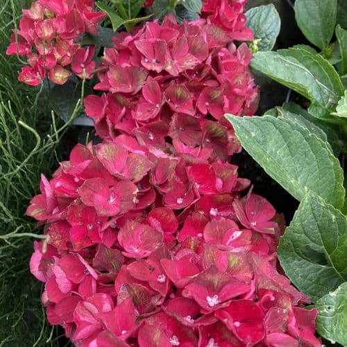 Hydrangea macrophylla Magical Bolero 'Hortmagibo' PPAF