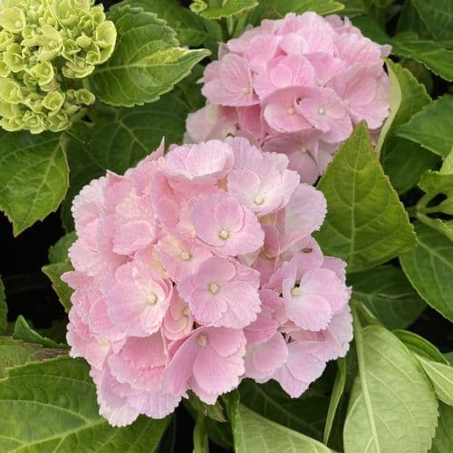Hydrangea macrophylla Magical Canzone 'Hortmacanzo'