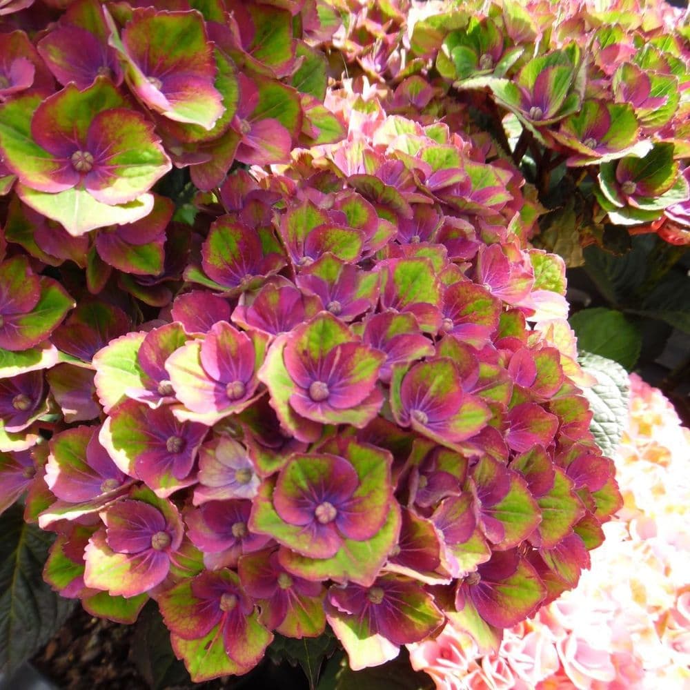 Hydrangea macrophylla Magical Charlotte (Red Amethyst) Hokomareda PPF Blue