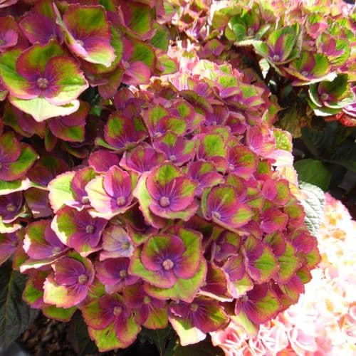 Hydrangea macrophylla Magical Charlotte (Red Amethyst) Hokomareda PPF Blue