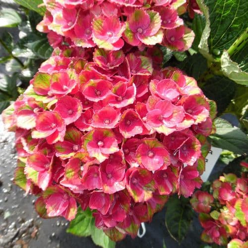 Hydrangea macrophylla Magical Charlotte (Red Amethyst) Hokomareda PPF Pink
