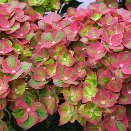 Hydrangea macrophylla MAGICAL GREENFIRE 'Qufu' (PBR) (H) Purple