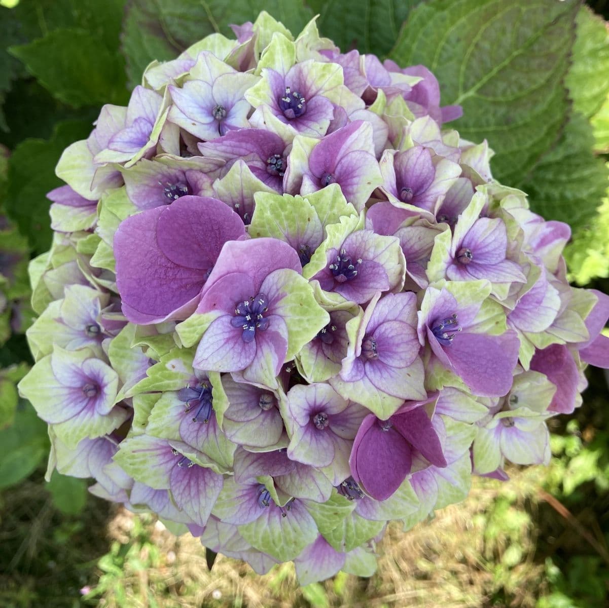 Гортензия крупнолистная — Пик декоративности