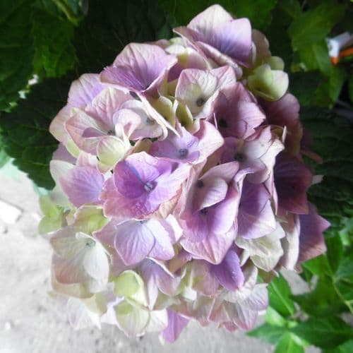 Hydrangea macrophylla MAGICAL JEWEL 'HORE140103' (PBR)