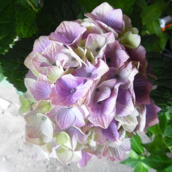 Hydrangea macrophylla MAGICAL JEWEL 'HORE140103' (PBR)