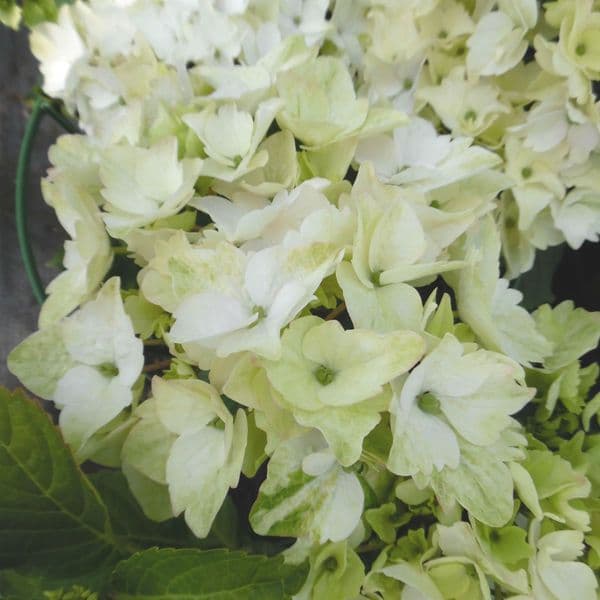 Hydrangea macrophylla MAGICAL NOBLESSE 'Hokomano' (PBR) (H