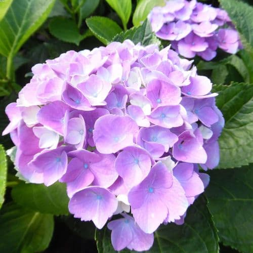 Hydrangea macrophylla Magical Opal (Xian) Blue