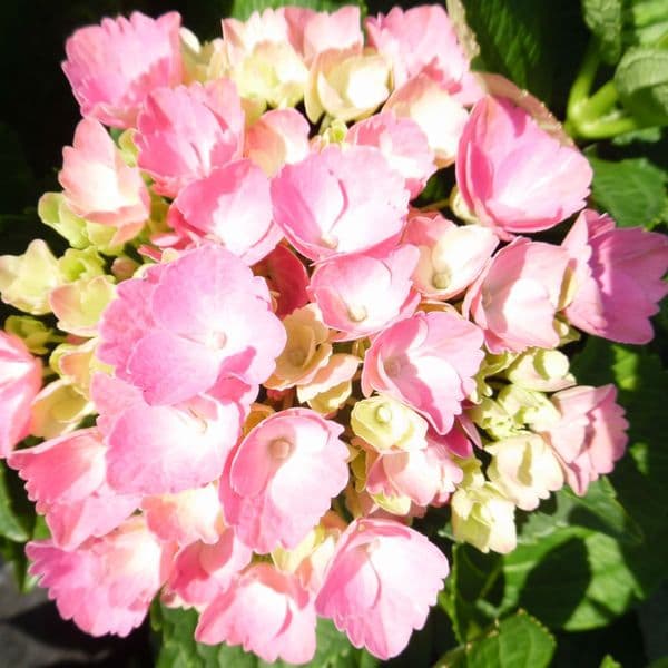 Hydrangea macrophylla Magical Opal (Xian) Pink